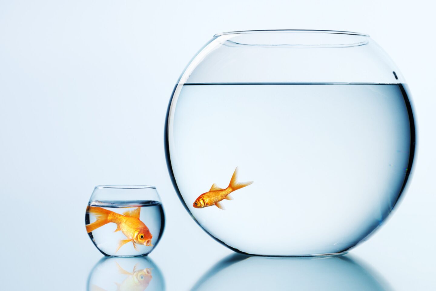 Goldfish in bowls that are too large or too small
